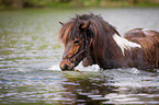 bathing Icelandic horse