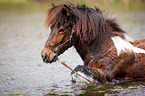 bathing Icelandic horse