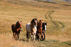 Icelandic Horses