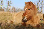 lying Icelandic Horse