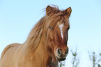 Icelandic Horse Portrait