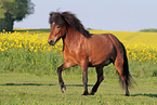 walking Icelandic horse