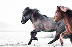 2 Icelandic horses