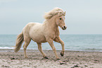 galloping Icelandic horse