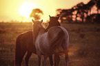 Icelandic Pony