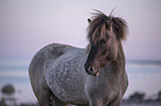 Icelandic Pony