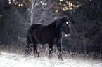 black icelandic horse