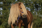 Icelandic Horse