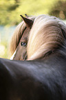 Icelandic Horse portrait