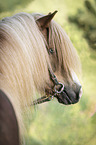 Icelandic Horse portrait