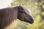 Icelandic Horse portrait