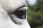 Icelandic Horse