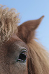 Icelandic Horse