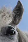 Icelandic Horse