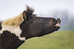 flehming Icelandic Horse