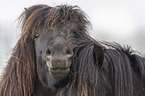 Icelandic Horses portrait