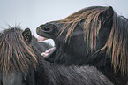 yawning Icelandic Horse