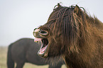 yawning Icelandic Horse