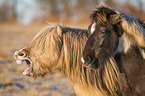 yawning Icelandic Horse