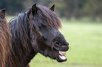 yawning Icelandic Horse