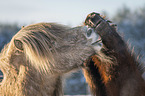 Icelandic Horses portrait