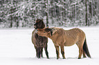 standing Icelandic Horses