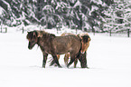 walking Icelandic Horses