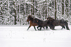 running Icelandic Horses