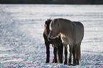 standing Icelandic Horses