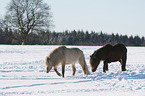 walking Icelandic Horses