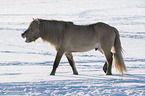 walking Icelandic Horse