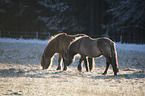 Icelandic Horses