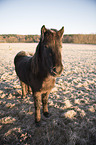 standing Icelandic Horse