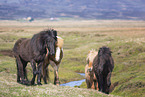 Icelandic Horses on the meadow