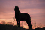 standing Icelandic Horse