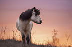 standing Icelandic Horse