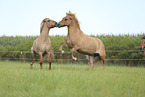 galloping Icelandic Horses