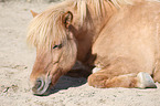 lying Icelandic horse