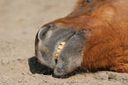 Icelandic horse mouth