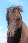 Icelandic horse portrait