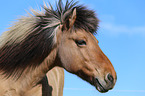 Icelandic horse portrait