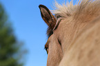 Icelandic horse ear