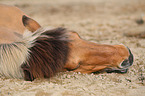 lying Icelandic horse