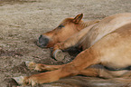 lying Icelandic horse