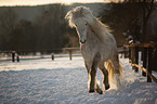 trotting Icelandic horse