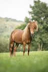 Icelandic horse