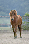 walking Icelandic horse