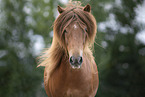 Icelandic horse portrait