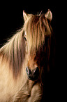 Icelandic horse portrait