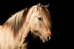 Icelandic horse portrait